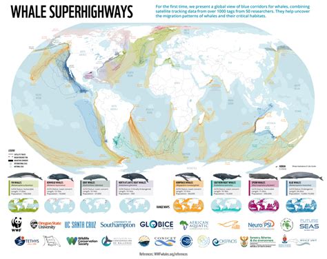 Whale Migration Routes